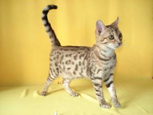 野猫最新爆料,揭秘娱乐圈最新猛料！